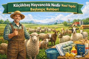 Küçükbaş Hayvancılık Nedir? Nasıl Yapılır? Başlangıç Rehberi